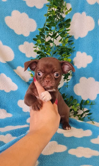 Estupendo mini mini Chocolatinho Chihuahua/Chiuaua de Qualidade