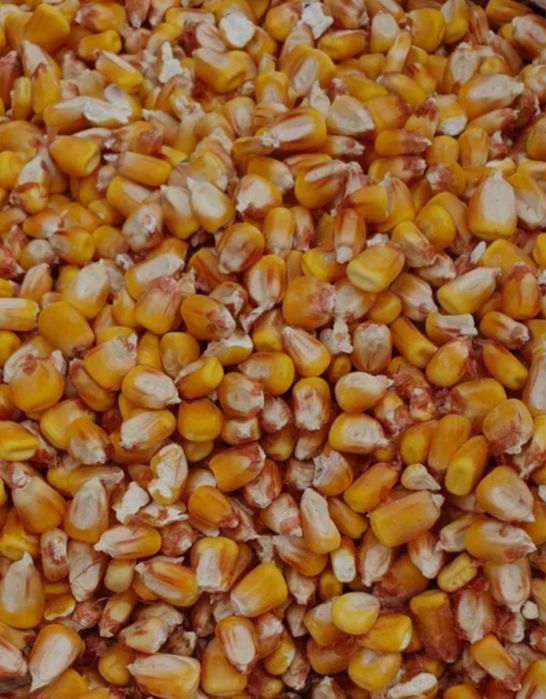 Зерно  кукурудзи