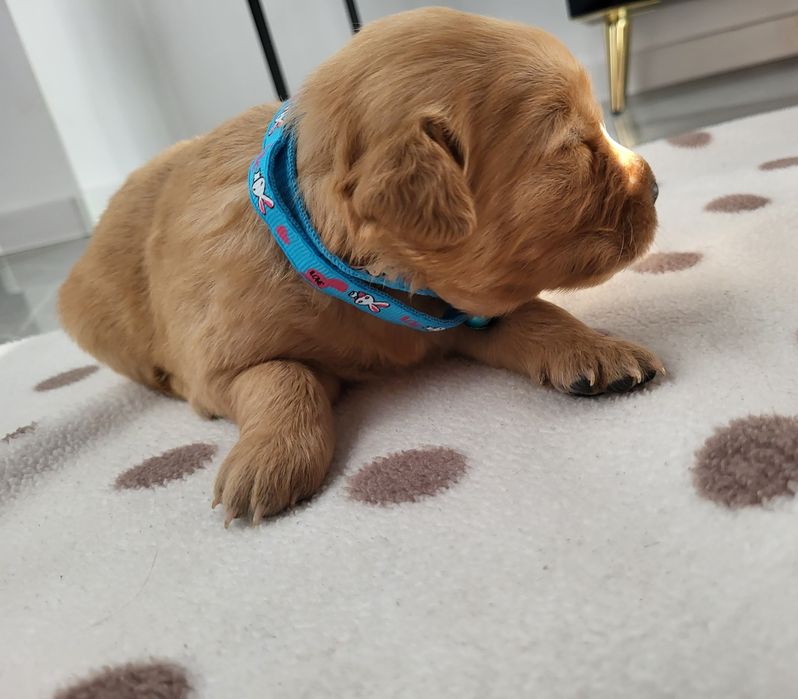 Piesek golden retriever ciemno złote maluszki po 20 listopada odbiór.