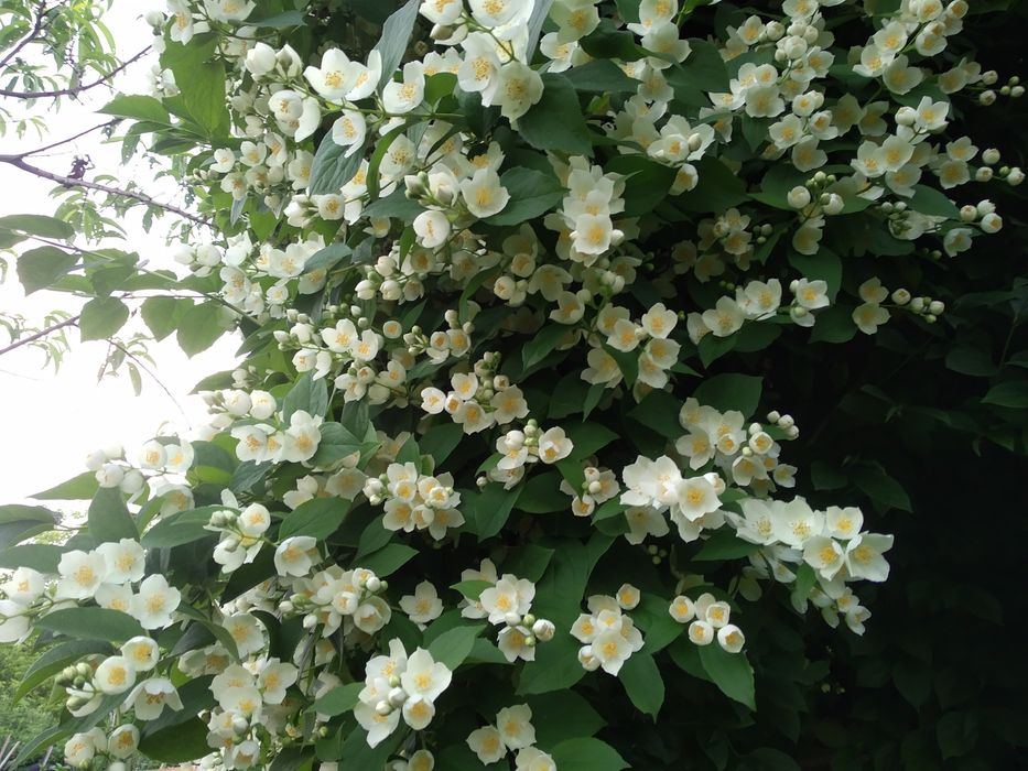 Ручная штукатурка Харьков