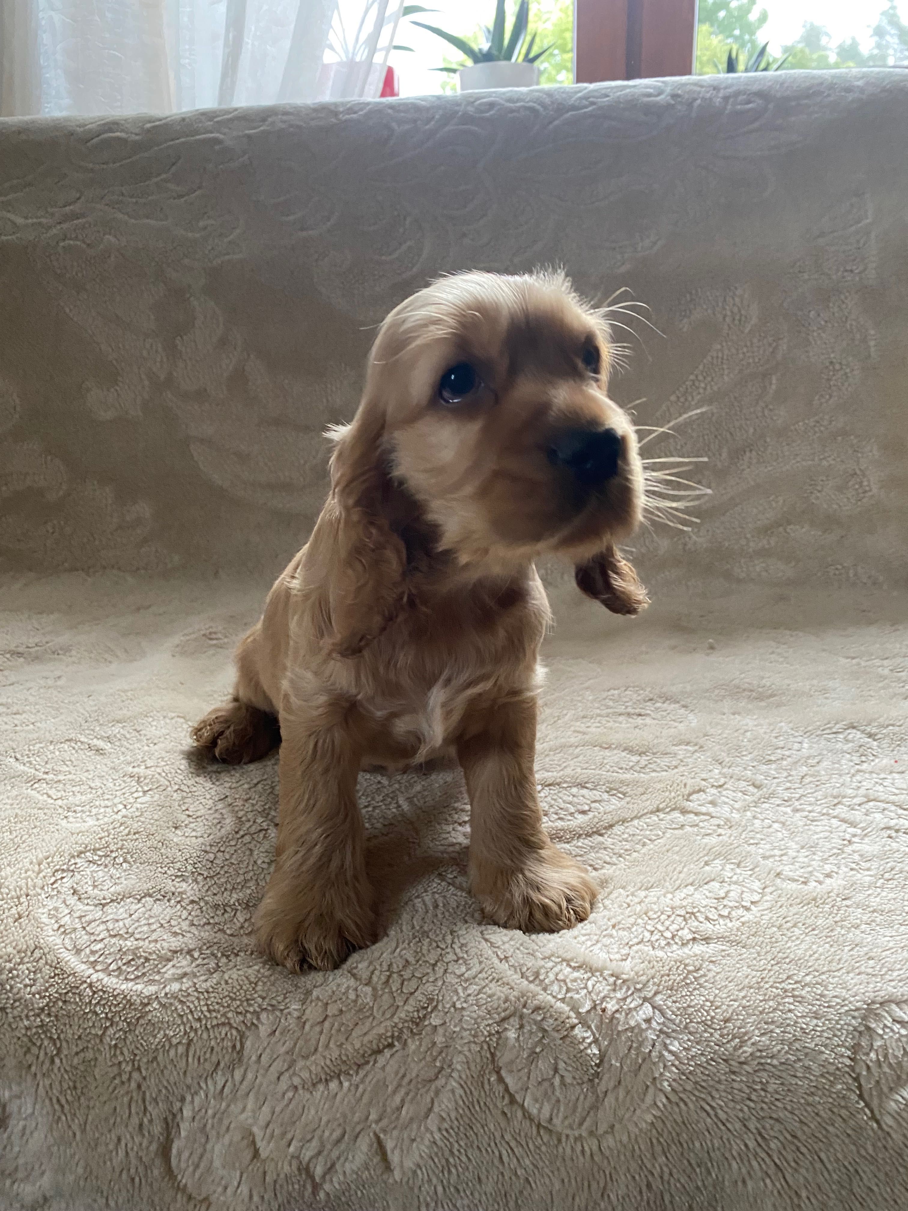 cocker spaniele angielskie - piesek z metryczką