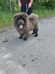 Major Chow Chow.