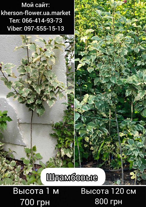 Гибискус древовидный Purpureus Variegatus