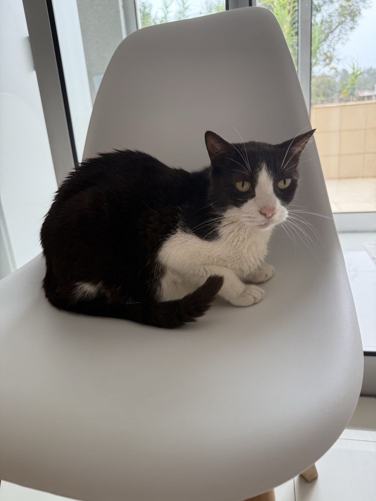 Gata Adulto para Adoção