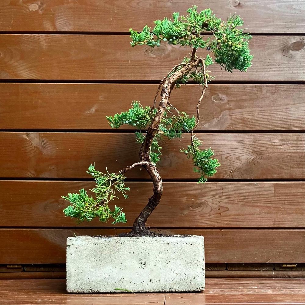 Bonsai w ręcznie wykonanej donicy z betonu