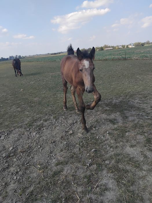 Klacz śląska ze źrebakiem