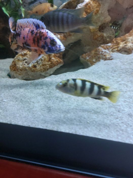 Labidochromis Permut młode