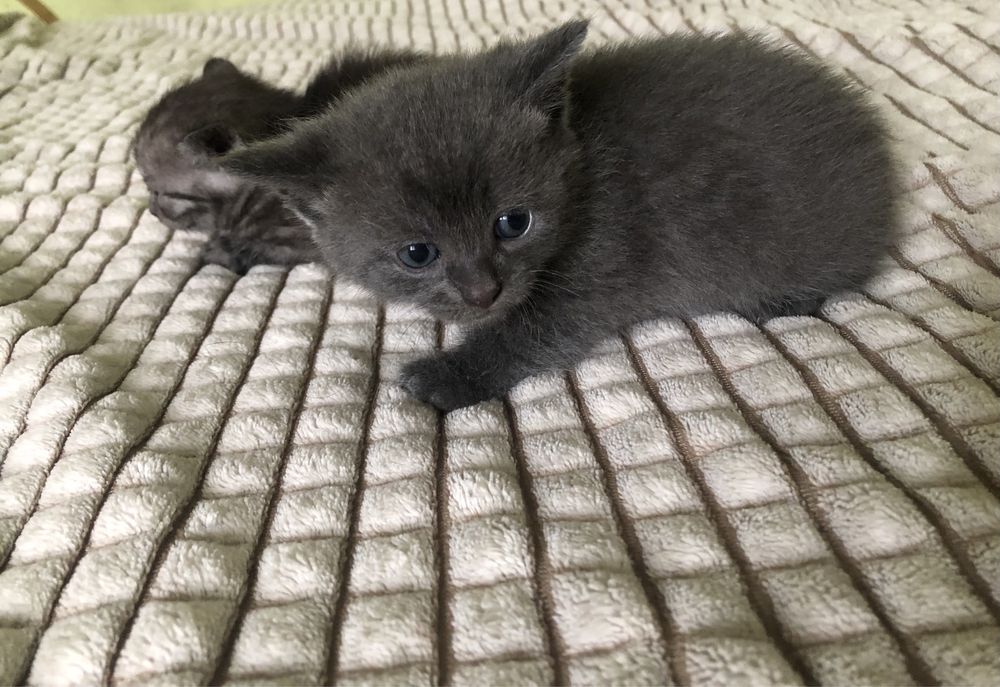 Хлопчик  котик  сірий( подарунок на Миколая)