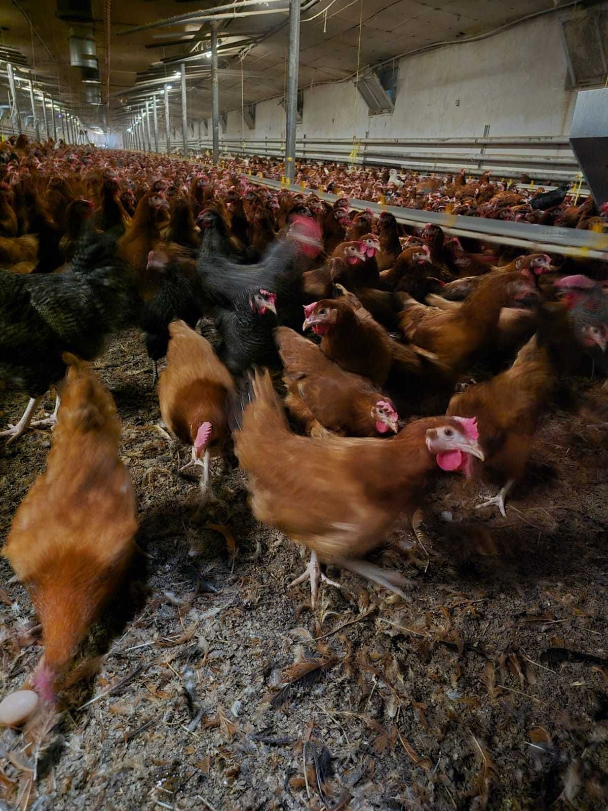 KURY NIOSKI ROSA 1 Kurki z pierwszym jajkiem.Messa Leghorn.25tyg.DOWÓZ