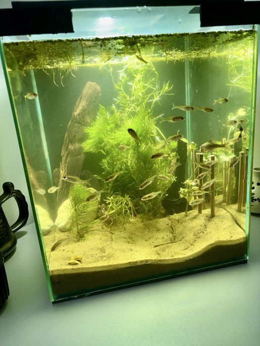 Piękne gotowe Akwarium kostka do 35l , LED pcv pokrywa rosliny ryby !