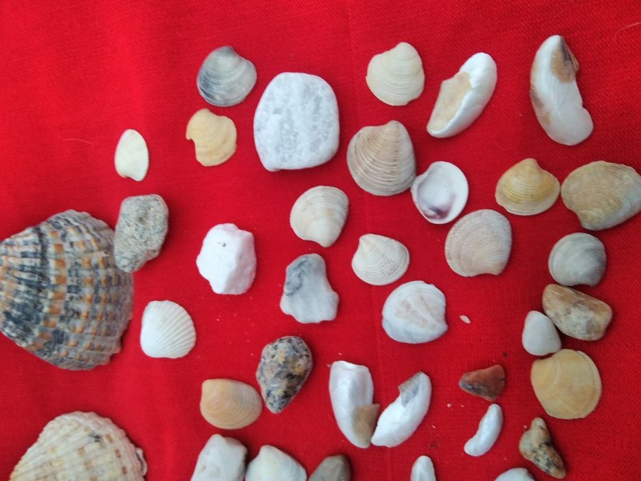 1 пакетом ракушки камешки в аквариум