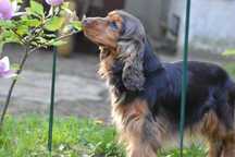 cocker spaniel angielski suczka 39-miesięczna