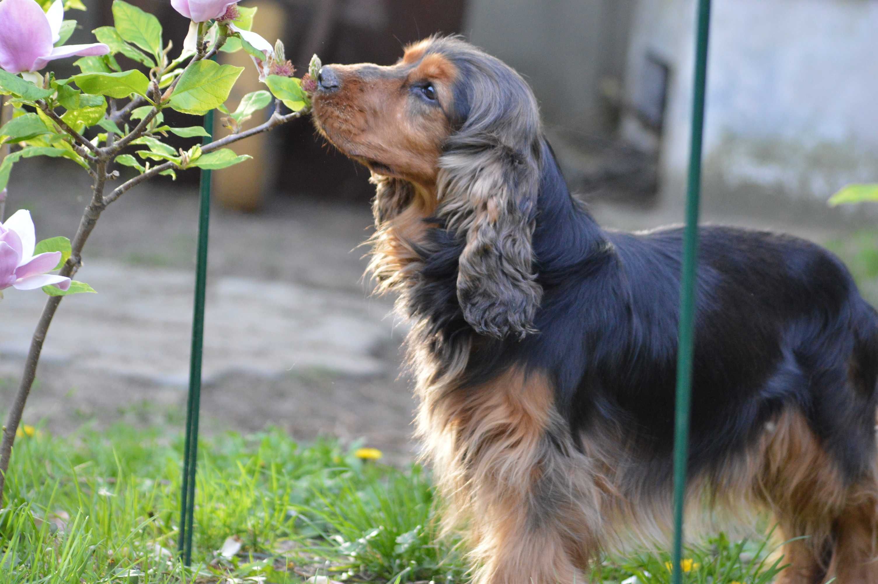 cocker spaniel angielski suczka 26-miesięczna