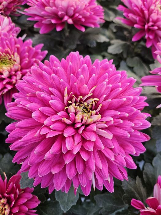 Chryzantemy mazowieckie