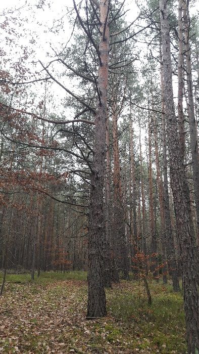 Działka leśna 1,75 ha Huta Drewniana