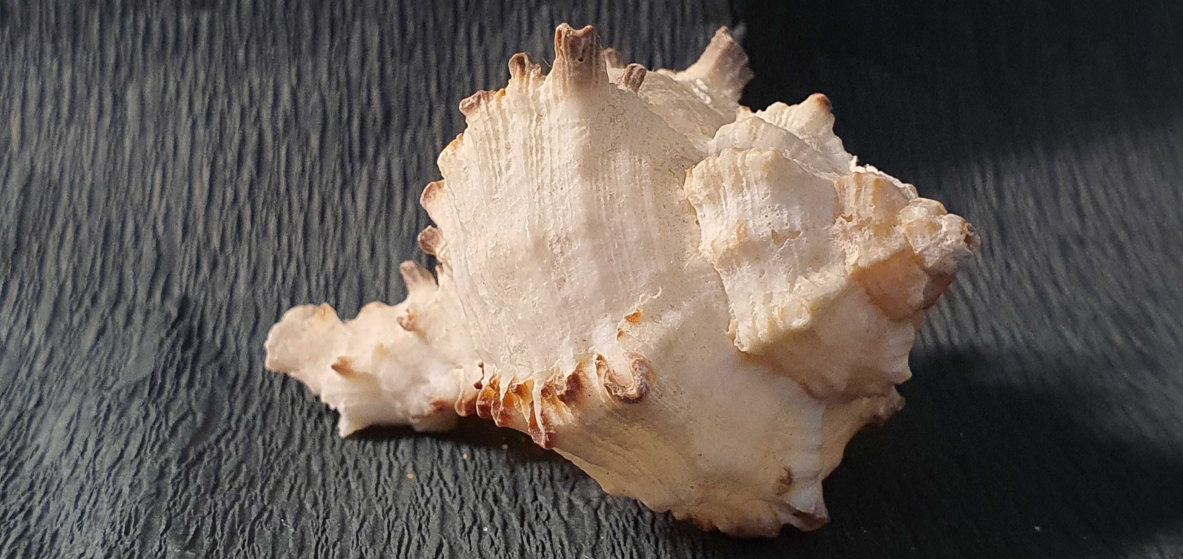 Muszla ślimaka morskiego, 60 x 50 x 35 mm #05
