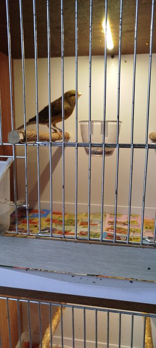 Kanarki zielone z 2025 roku