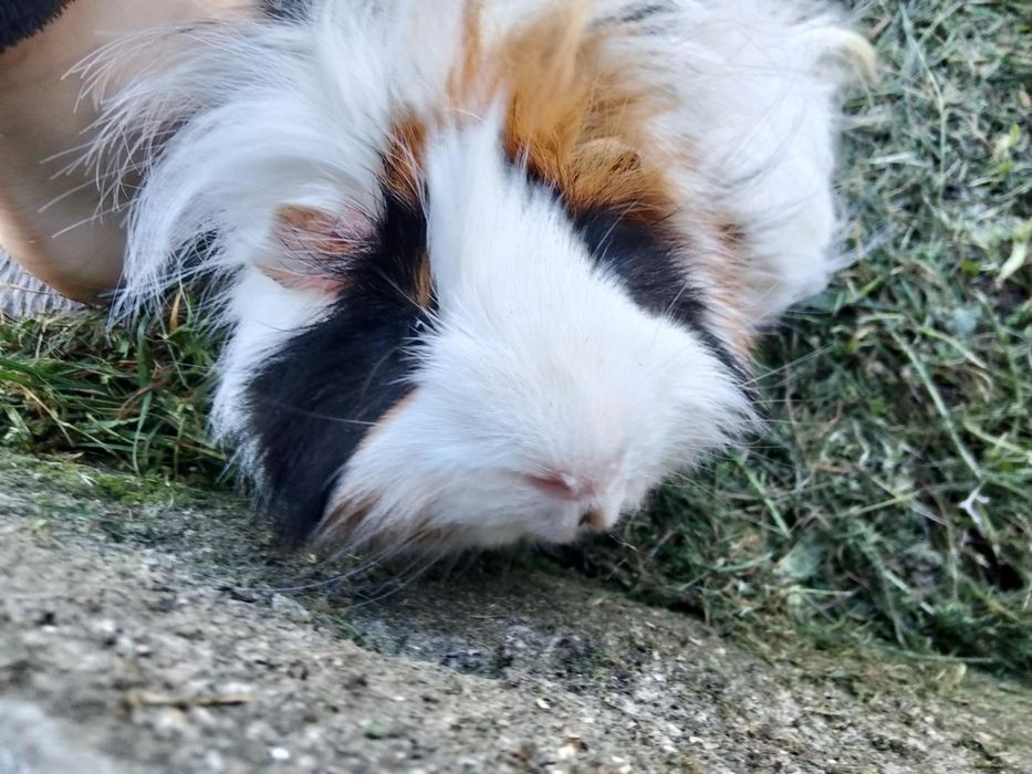 Długo włosa świnka morska