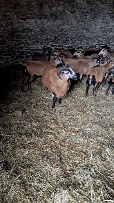 Zamiana lub sprzedam barana kameruna