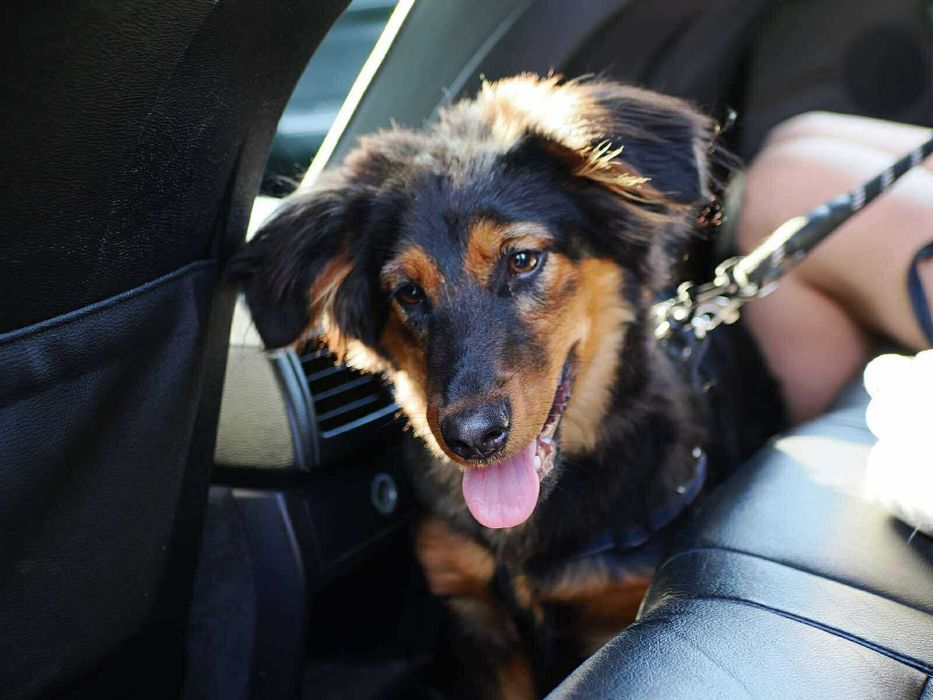 Łatka sunia około 8/9 miesięcy szuka domku