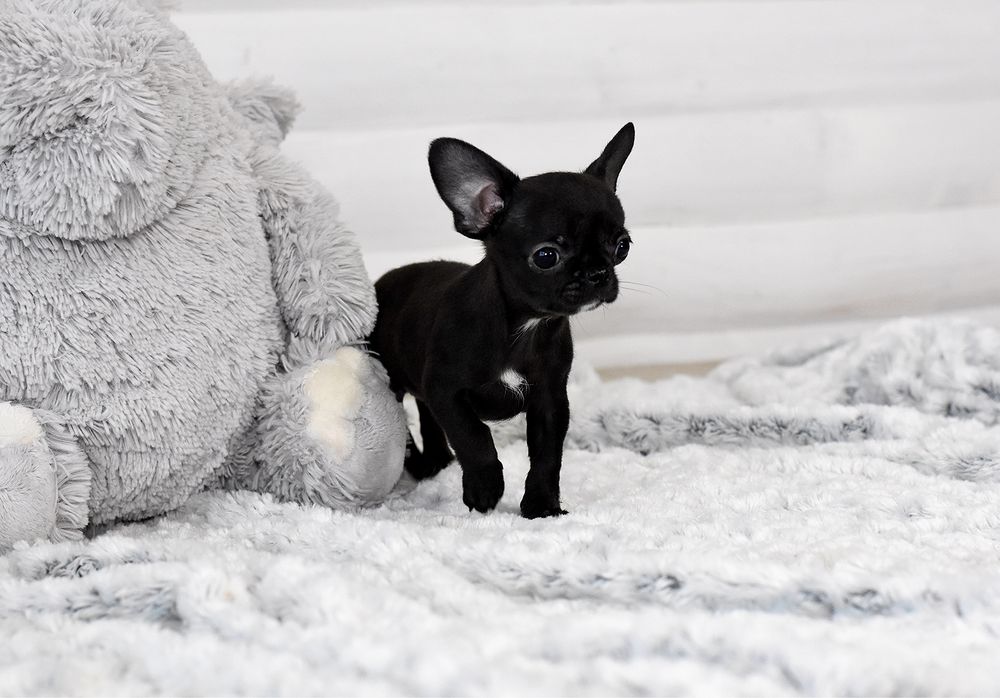 Микро девочка чихуахуа в типе кобби черного окраса!