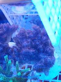 Akwarium morskie koralowiec Pocillopora