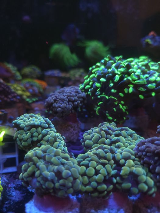 Euphylias bronze corais de agua salgada