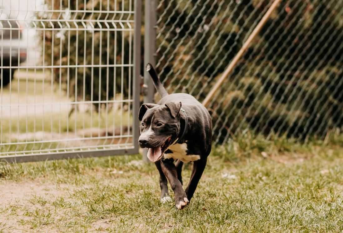 Amstaff Sajgon poleca się do adopcji!!!