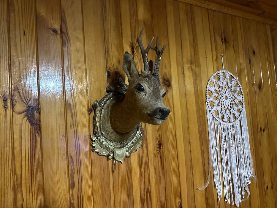 Rogi, skóry ,trofea myśliwskie