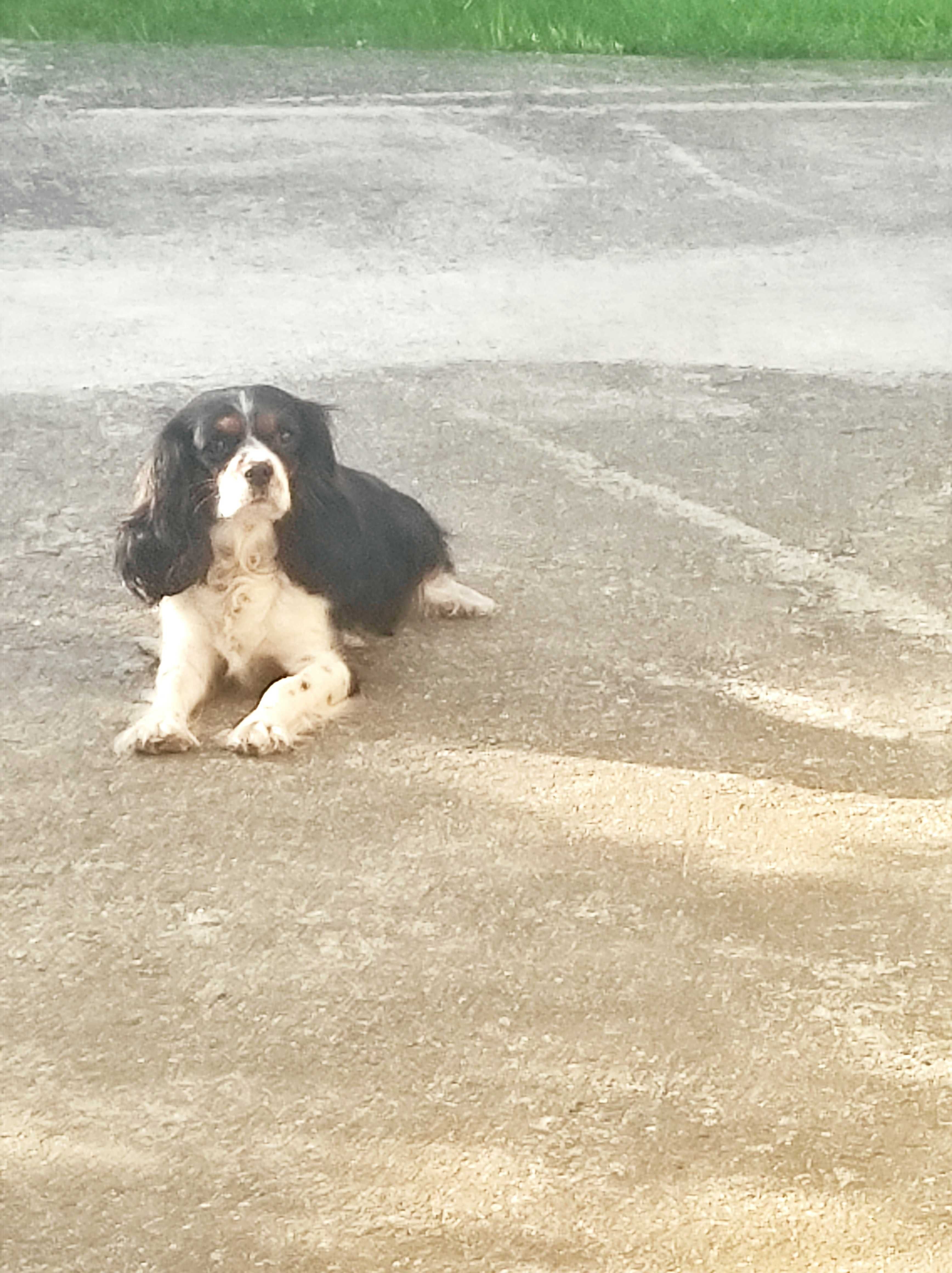 Cavalier King Charles Spaniel (piesek)