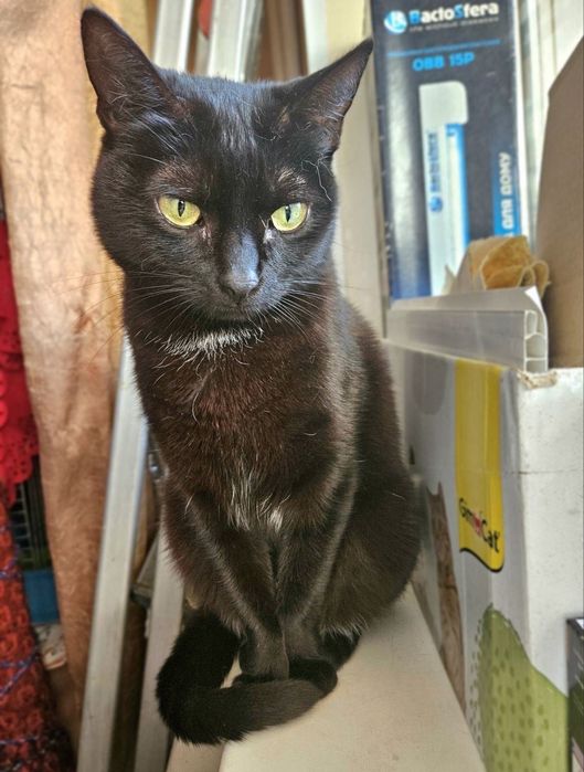 Кошечка Чурочка  бесплатно