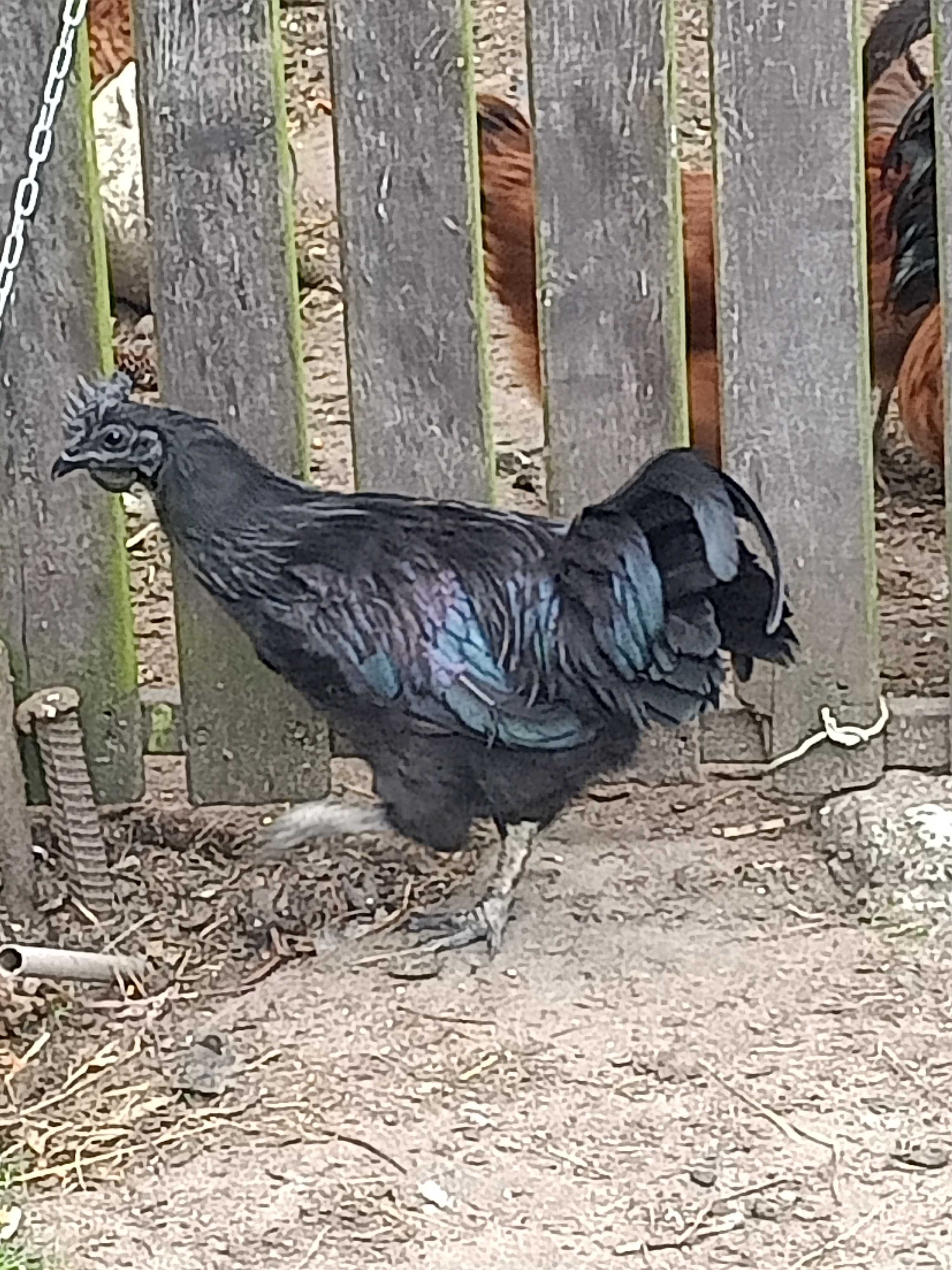 Kogut Ayam Cemani