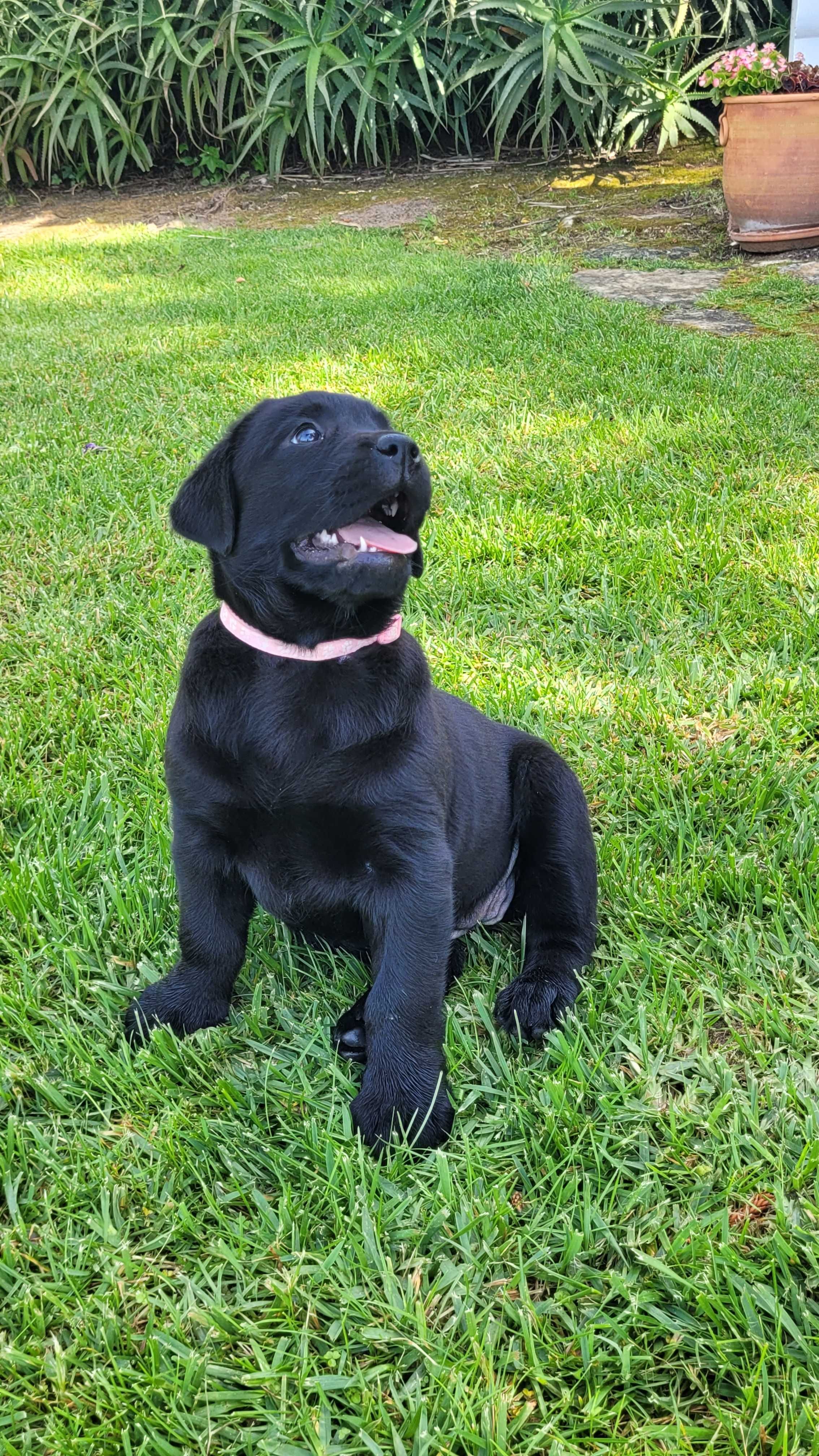 Labrador retriever