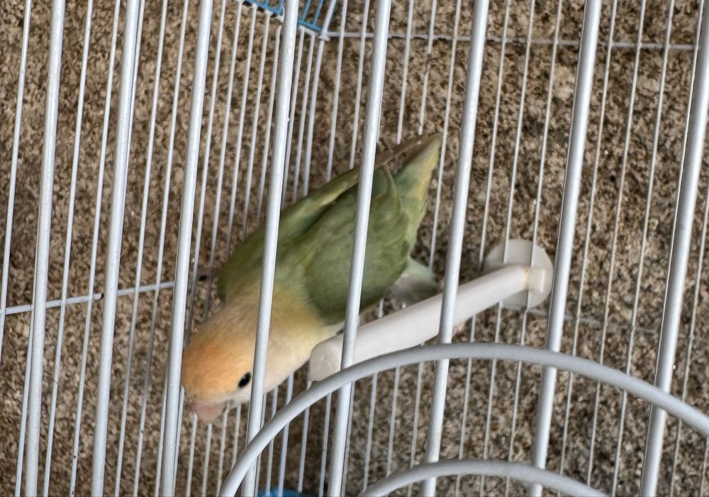 Agaporni fêmea verde