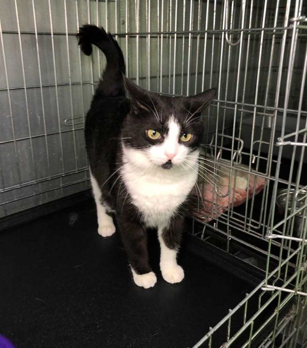 Очень красивый молодой котик с золотым характером Карат.