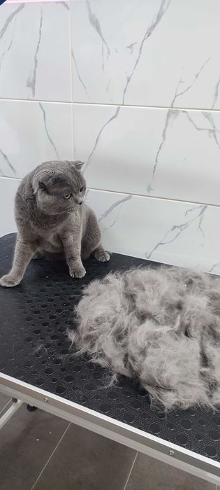 Грумінг стрижка собак Грумер метро Харківська