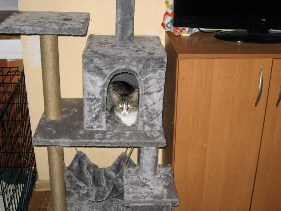 Młodziutki kochany kocurek do adopcji