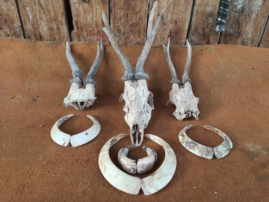 Роги козла і ікла кабана