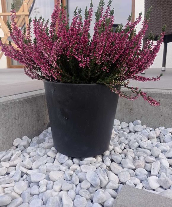 Otoczaki Janowickie 20-40mm