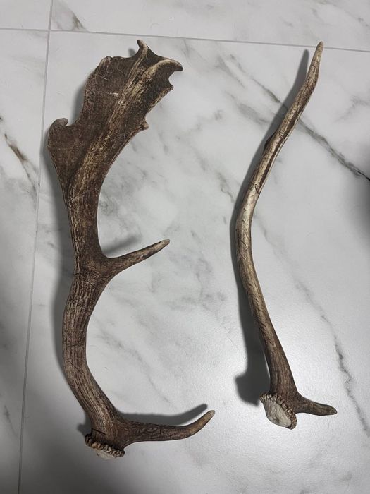 Рога оленя, очень хорошие