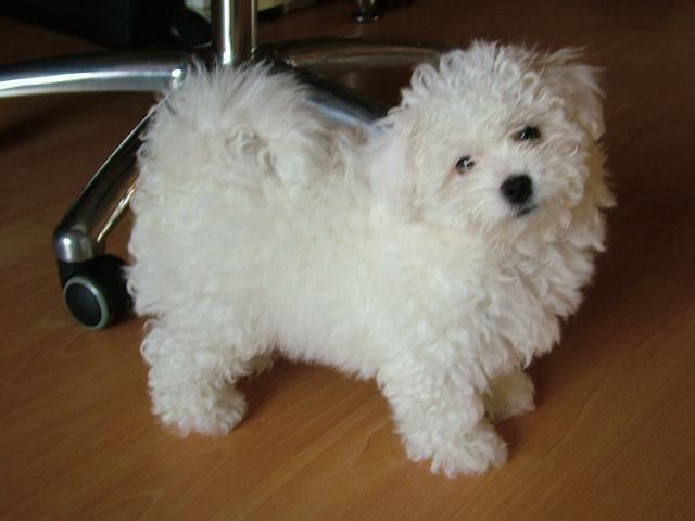 Топовi цуценята бiшонiв