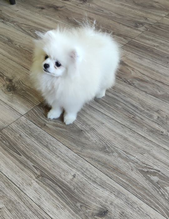 Pomeranian Szpic miniaturowy