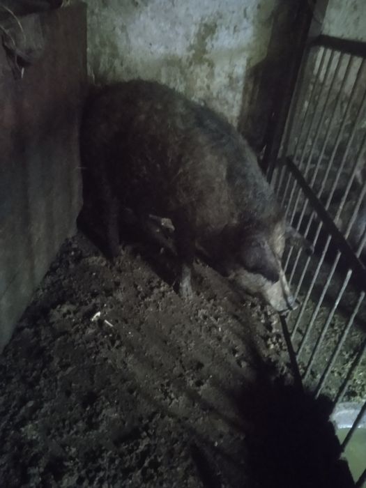 Продам мангалицю