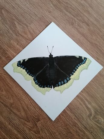 Obraz motyl rusałka żałobnik obrazek handmade ręcznie malowane