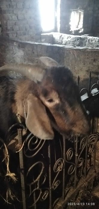 Нубієць 83% однорічний