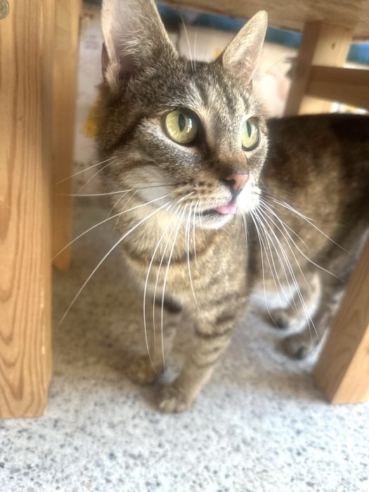 Amelia - najkochańsze kocie seruszko czeka na dobry dom.