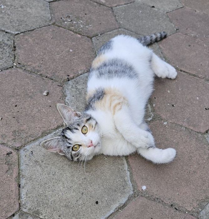 Отдам даром в добрые руки трехцветную кошечку