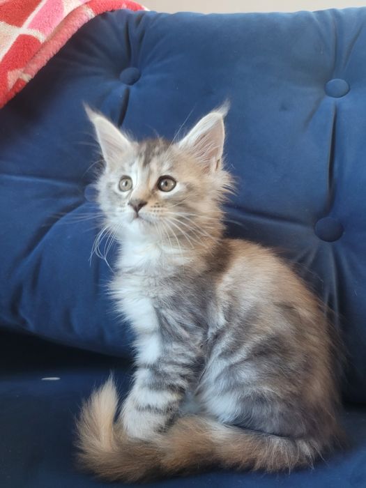Kotka ETNA srebrna szylkretka Maine Coon