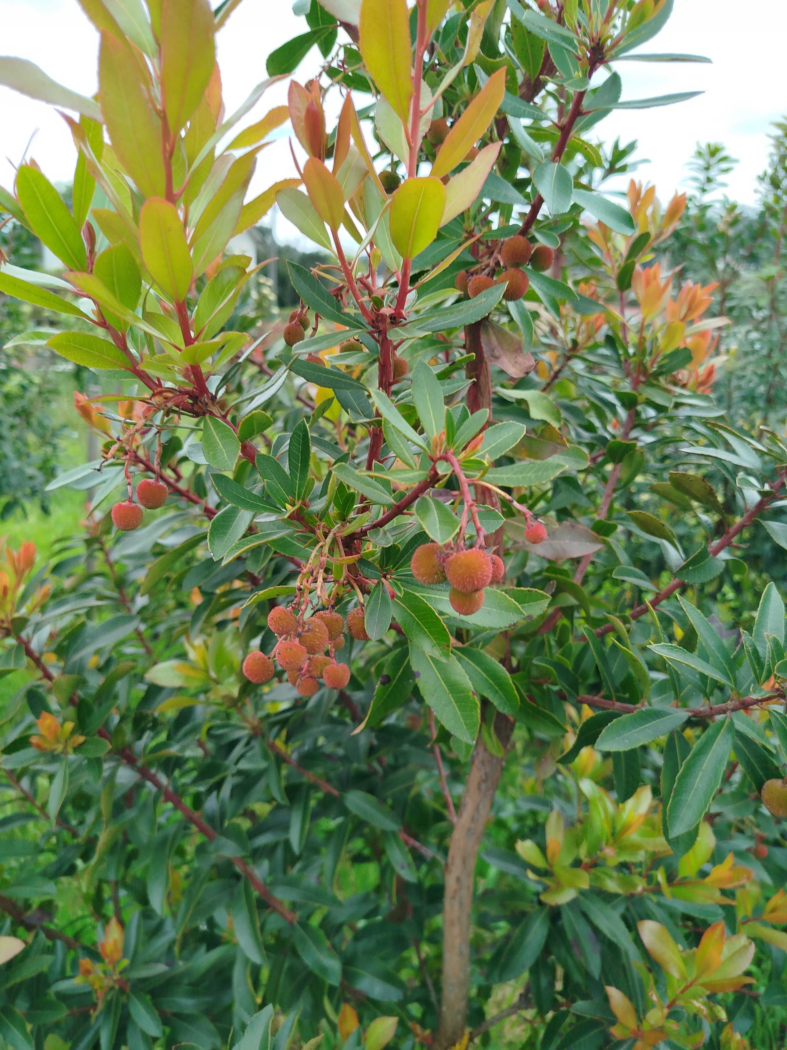 Medronheiros  biológicos