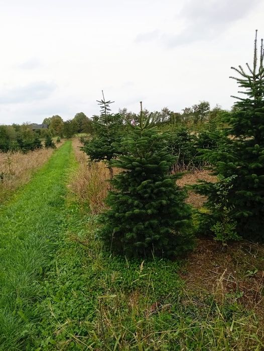 Jodła kaukaska CHOINKI 400cm